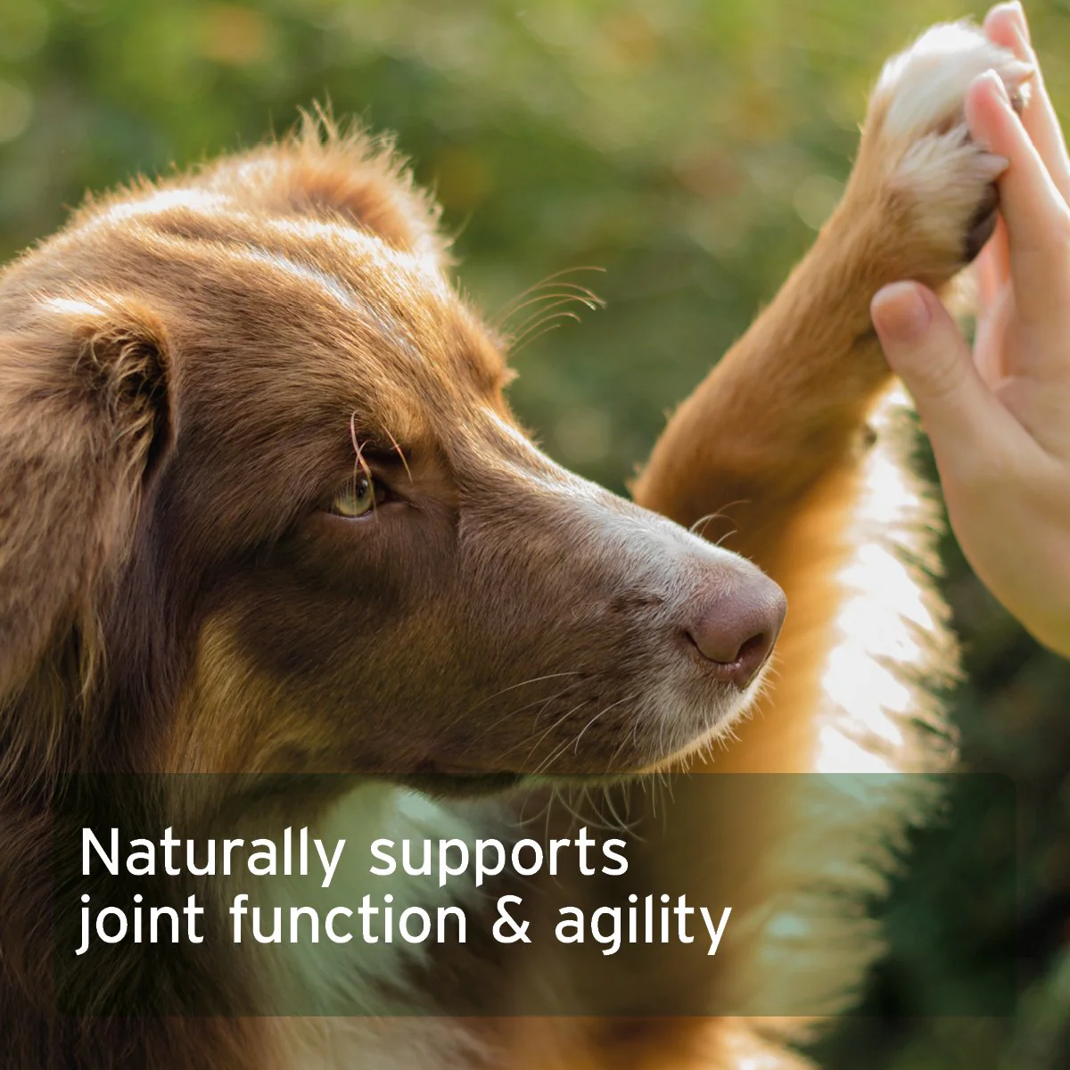 collamove-dog-250g-supports-joints-tendons-ligaments-cartilage-945653