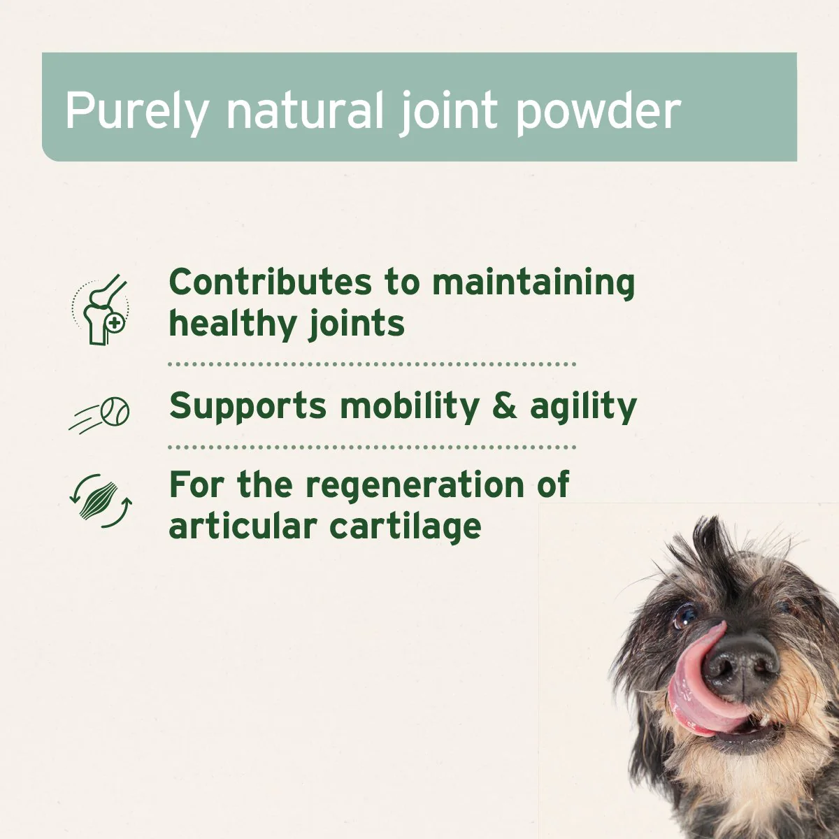 green-lipped-mussel-powder-for-dogs-and-cats-joint-support-supplement-440217