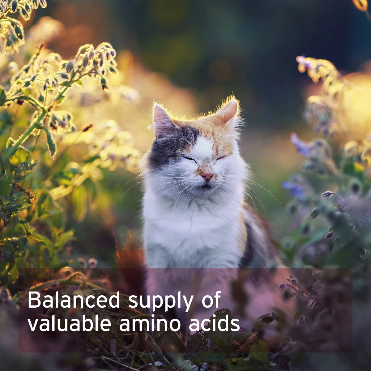 taurine-powder-for-cats-100g-essential-amino-acid-supplement-484841
